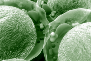 Hormone Optimization Therapy