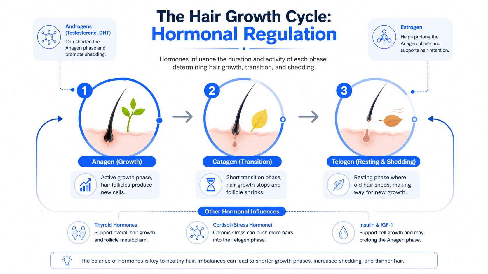 A diagram illustrating the three phases of the hair growth cycle and the hormones that influence them.