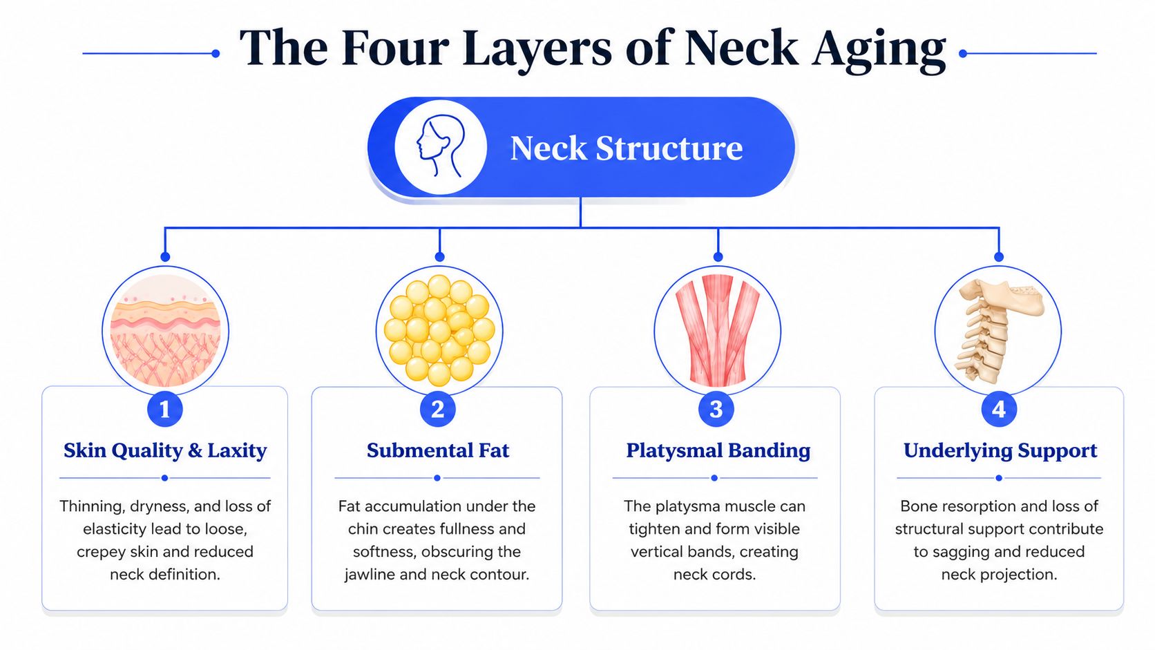 A diagram illustrating the four biological layers of neck aging, including skin, fat, muscles, and bone structure.