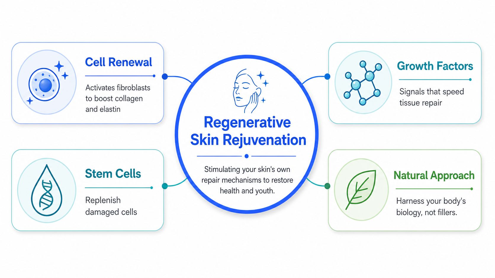 An infographic detailing the four key components of regenerative skin rejuvenation including renewal, growth factors, stem cells.